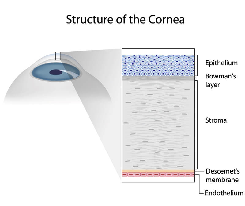 Structure of the Cornea